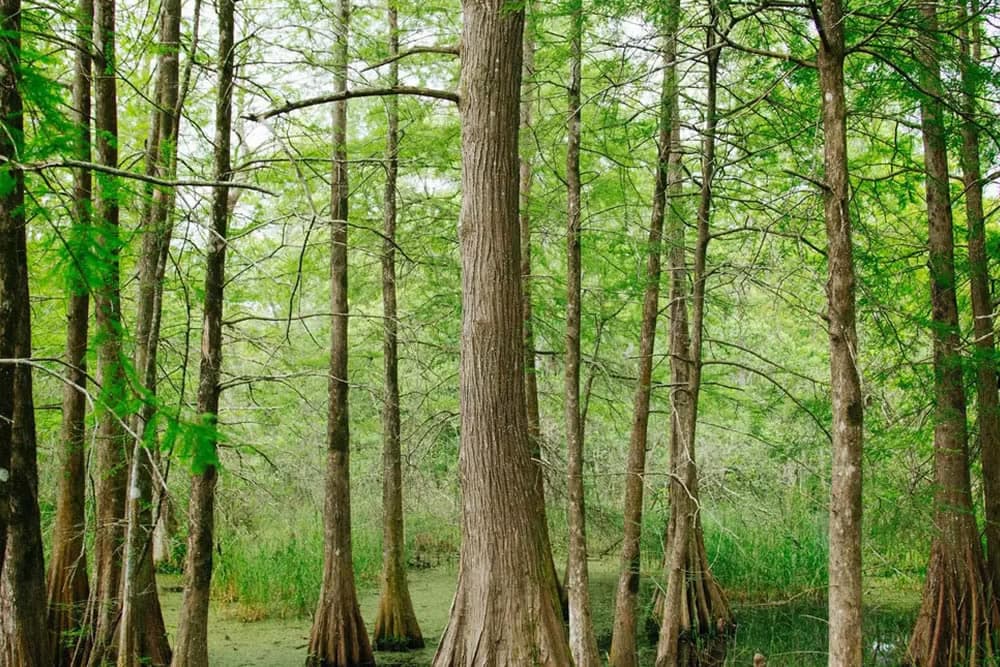 Lush green cypress trees standing in a wetland environment.