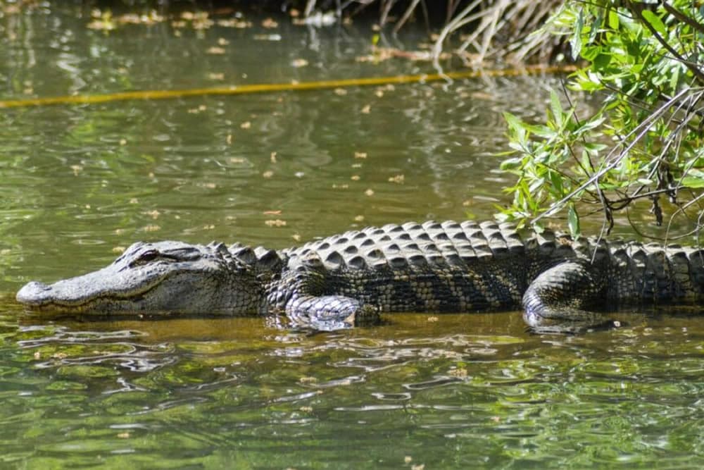 A crocodile resting partially submerged in calm water, surrounded by greenery.