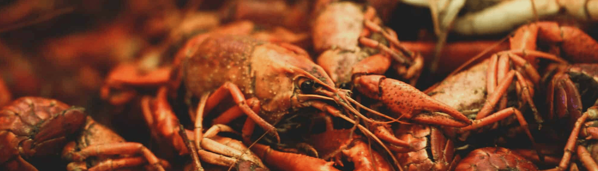 A close-up of numerous red crawfish piled together.