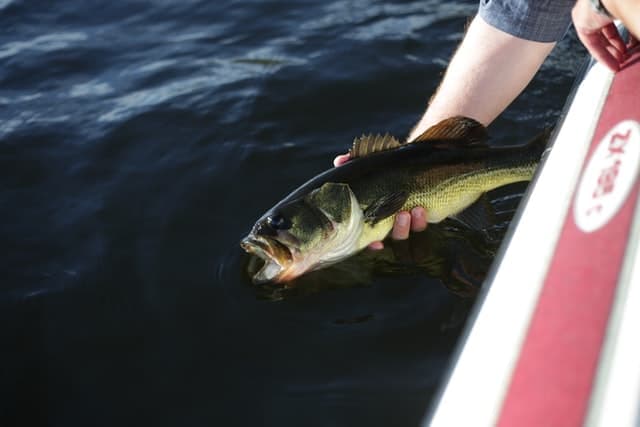 A person holds a large bass fish above the water. A person holds a large bass fish above the water.